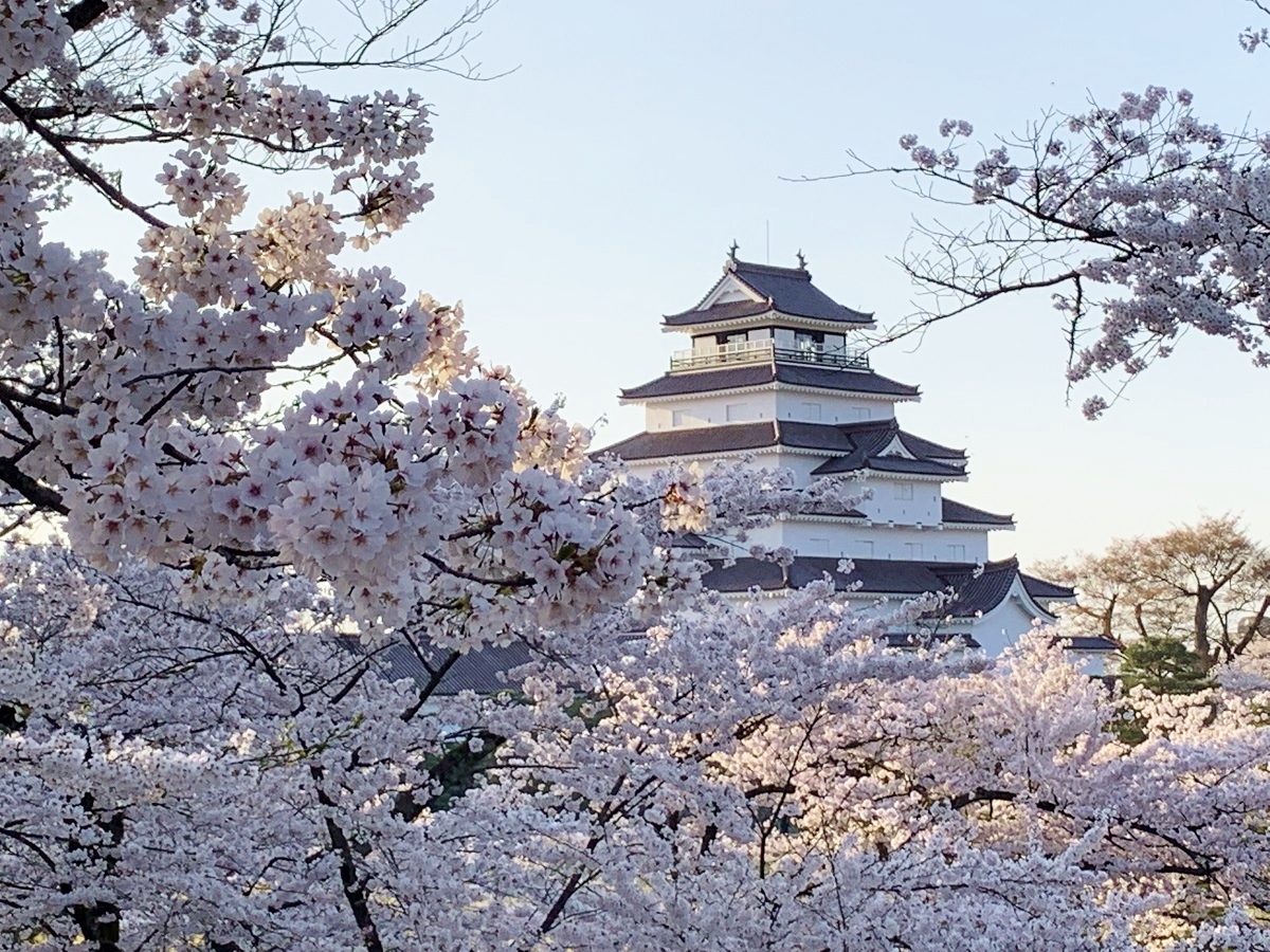 会津の桜情報2024 鶴ヶ城・日中線しだれ桜の開花状況／鶴ヶ城が開花！(4/9更新)