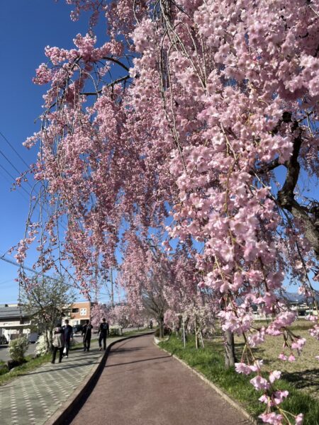 4月17日まで日中線しだれ桜がライトアップ（喜多方市）／【会津桜の